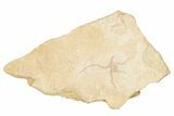 Jurassic Brittle Star Fossil - Solnhofen #256676-1